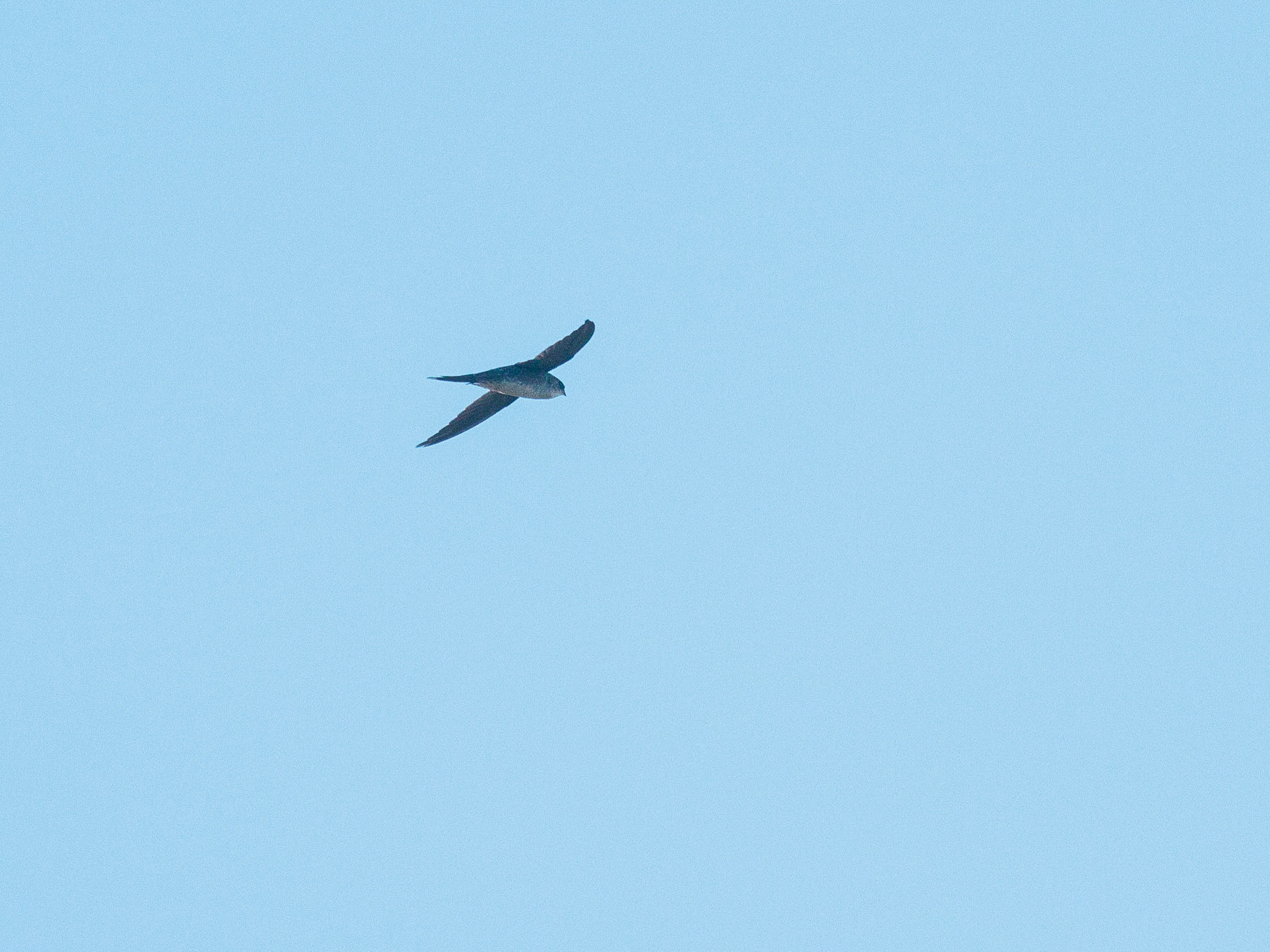 Fork-tailed Palm Swift (Tachornis squamata), photo 3