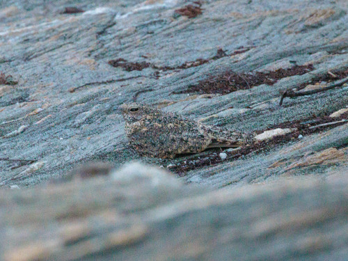 Pygmy Nightjar (Nyctipolus hirundinaceus), photo 6