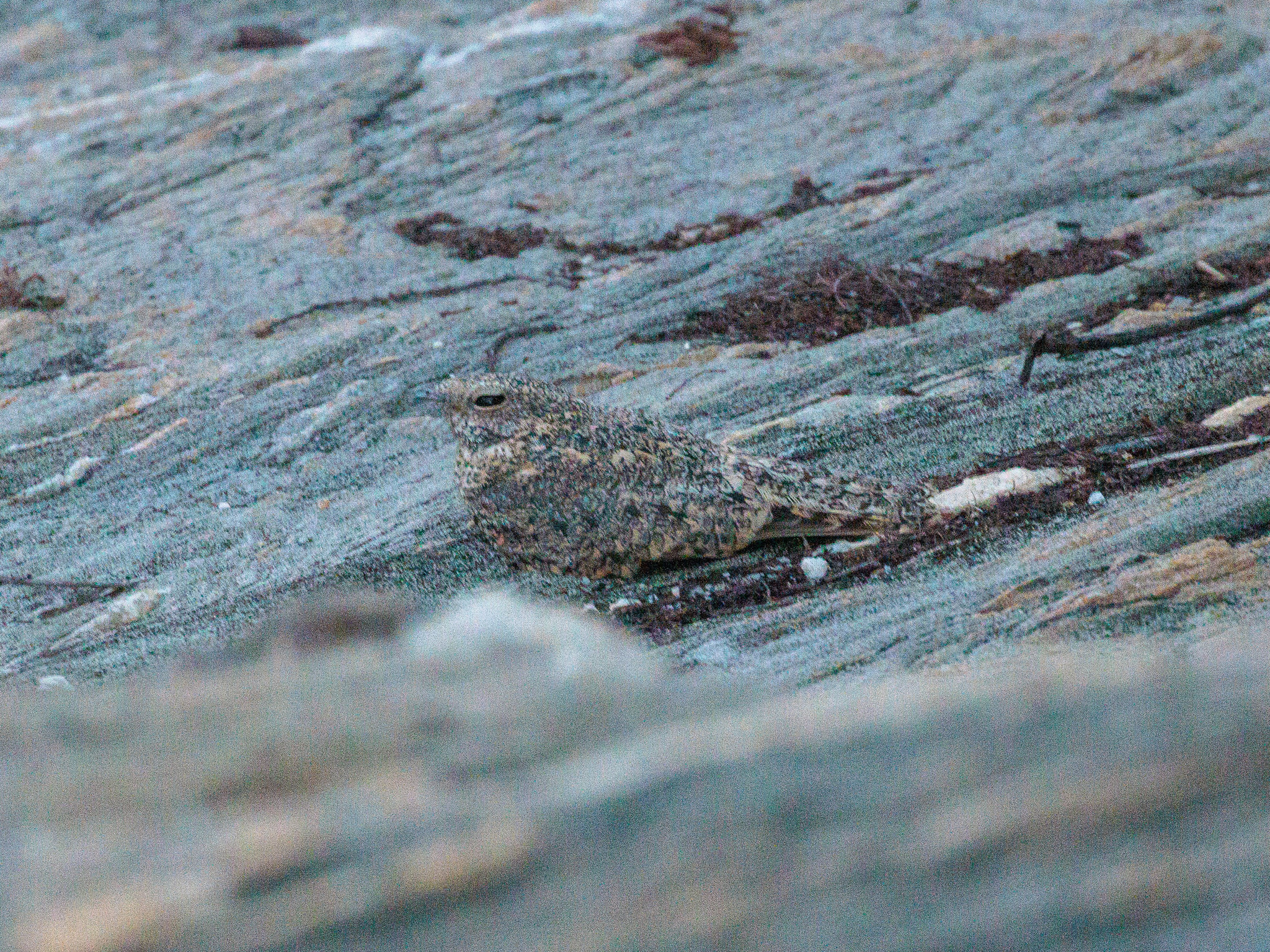 Pygmy Nightjar (Nyctipolus hirundinaceus), photo 6