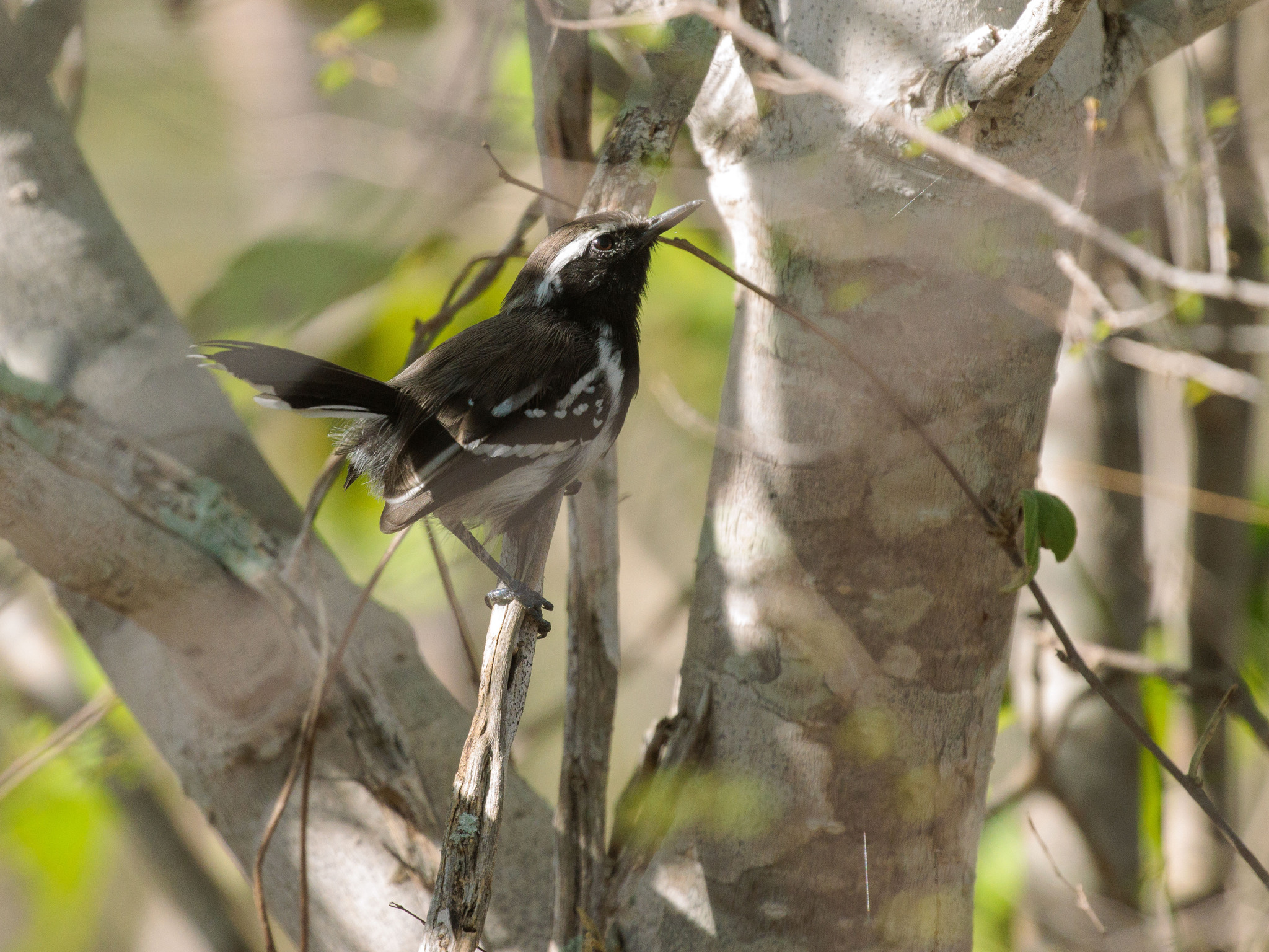Black-bellied Antwren (Formicivora melanogaster), photo 1