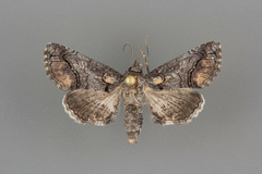 Paectes abrostolella