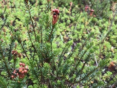 Phyllodoce empetriformis