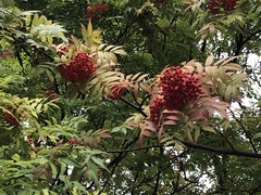 Sorbus commixta