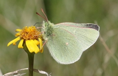 Colias behrii