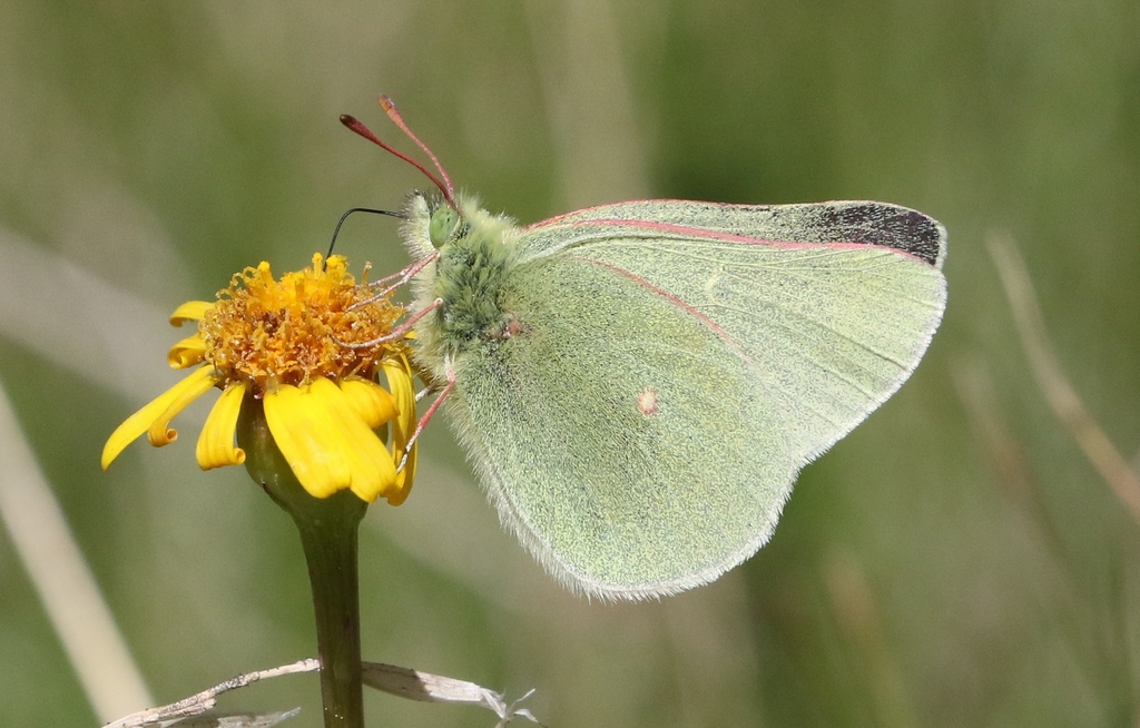 Sierra Sulphur