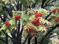 Sorbus commixta