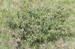 Salix orestera
