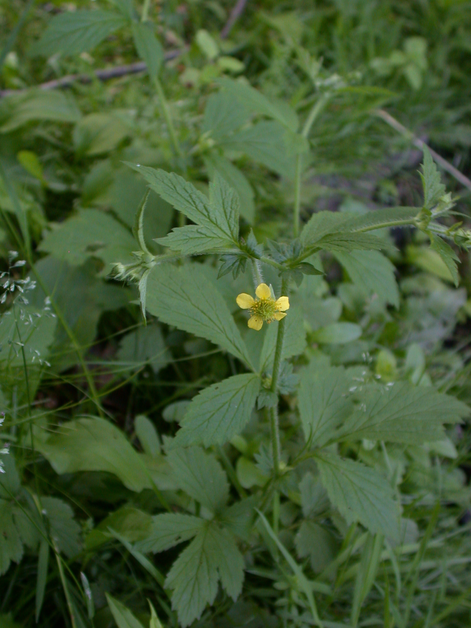 Geum X macneillii