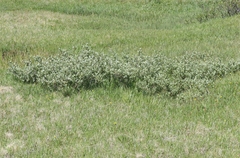 Salix orestera