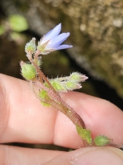 Borago pygmaea, photograph (c) Alessia Guggisberg, some rights reserved (CC BY-SA)