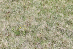 Luzula orestera