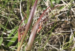 Luzula orestera