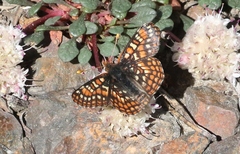 Euphydryas editha nubigena