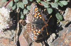 Euphydryas editha nubigena
