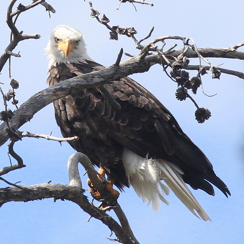 Bald Eagle photographed in Wyoming