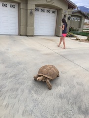 Centrochelys sulcata