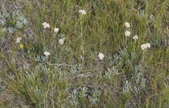 Antennaria corymbosa