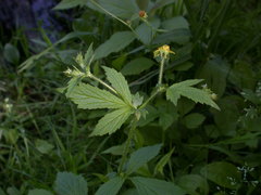 Geum × macneillii