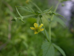 Geum × macneillii