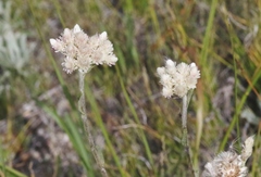 Antennaria corymbosa