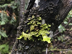 Lobaria pulmonaria