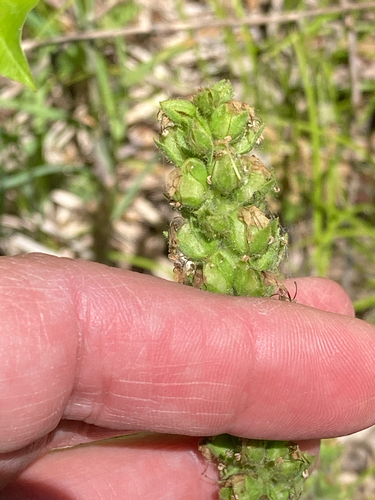 kittentails (Veronica bullii)