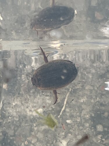 Cosmopolitan Diving Beetle, Delfzijl, Nederland, photo 7 of 10