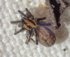 Zora hespera
