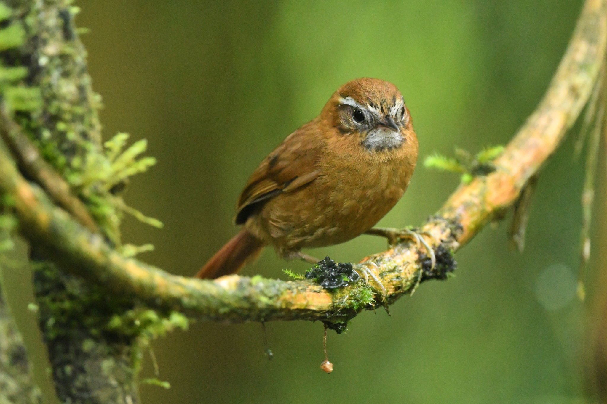 White-browed Spinetail (Hellmayrea gularis), photo 7