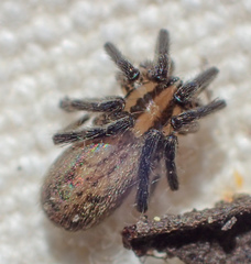 Zora hespera