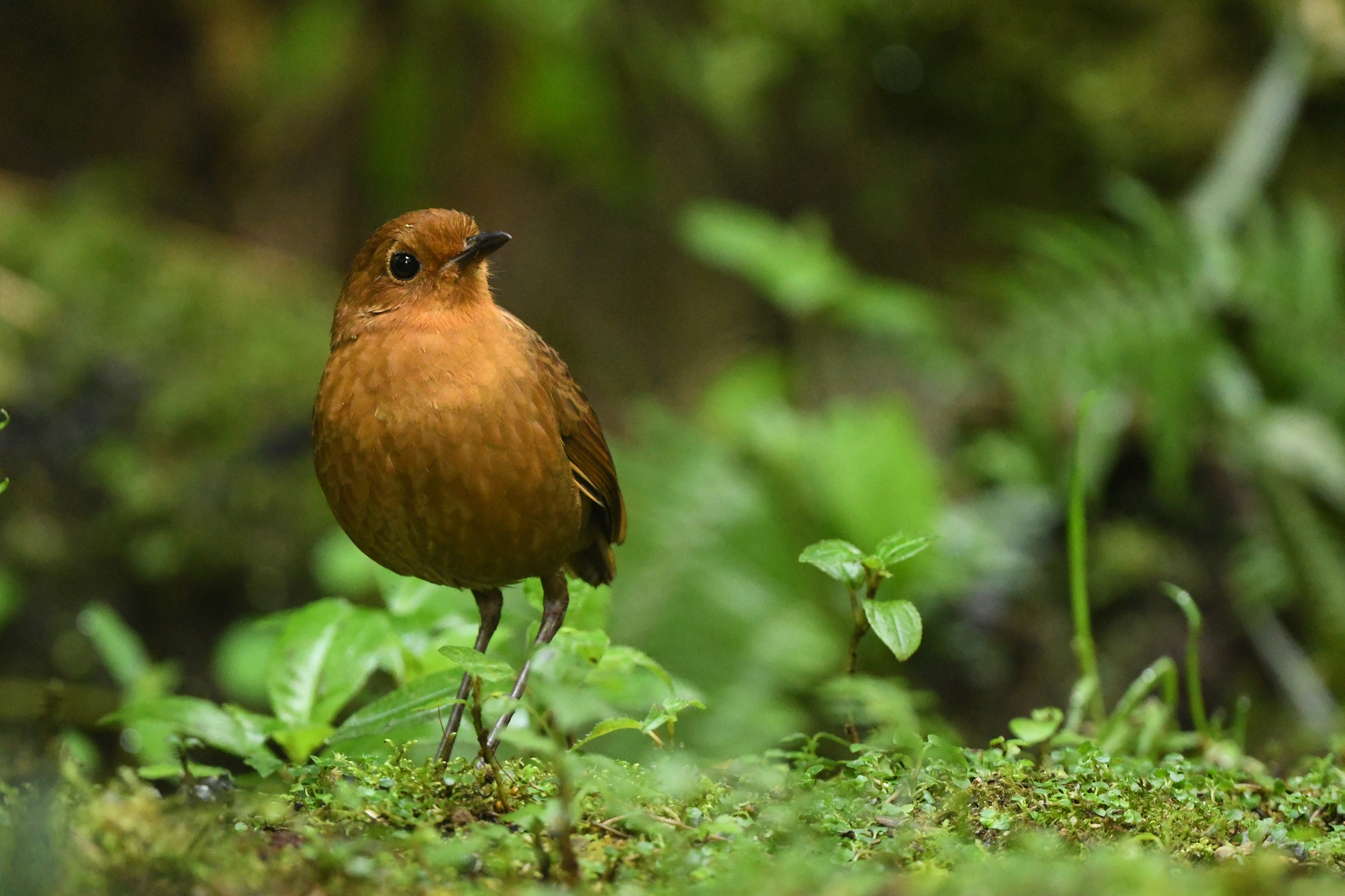 Equatorial Antpitta (Grallaria saturata), photo 5