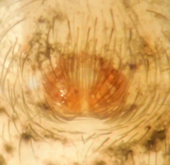 Zora hespera