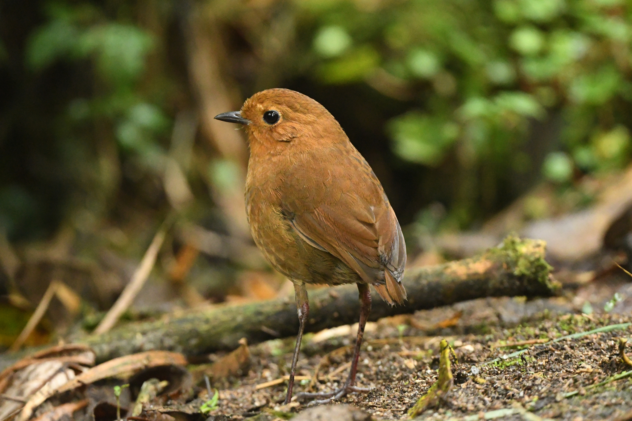 Equatorial Antpitta (Grallaria saturata), photo 6
