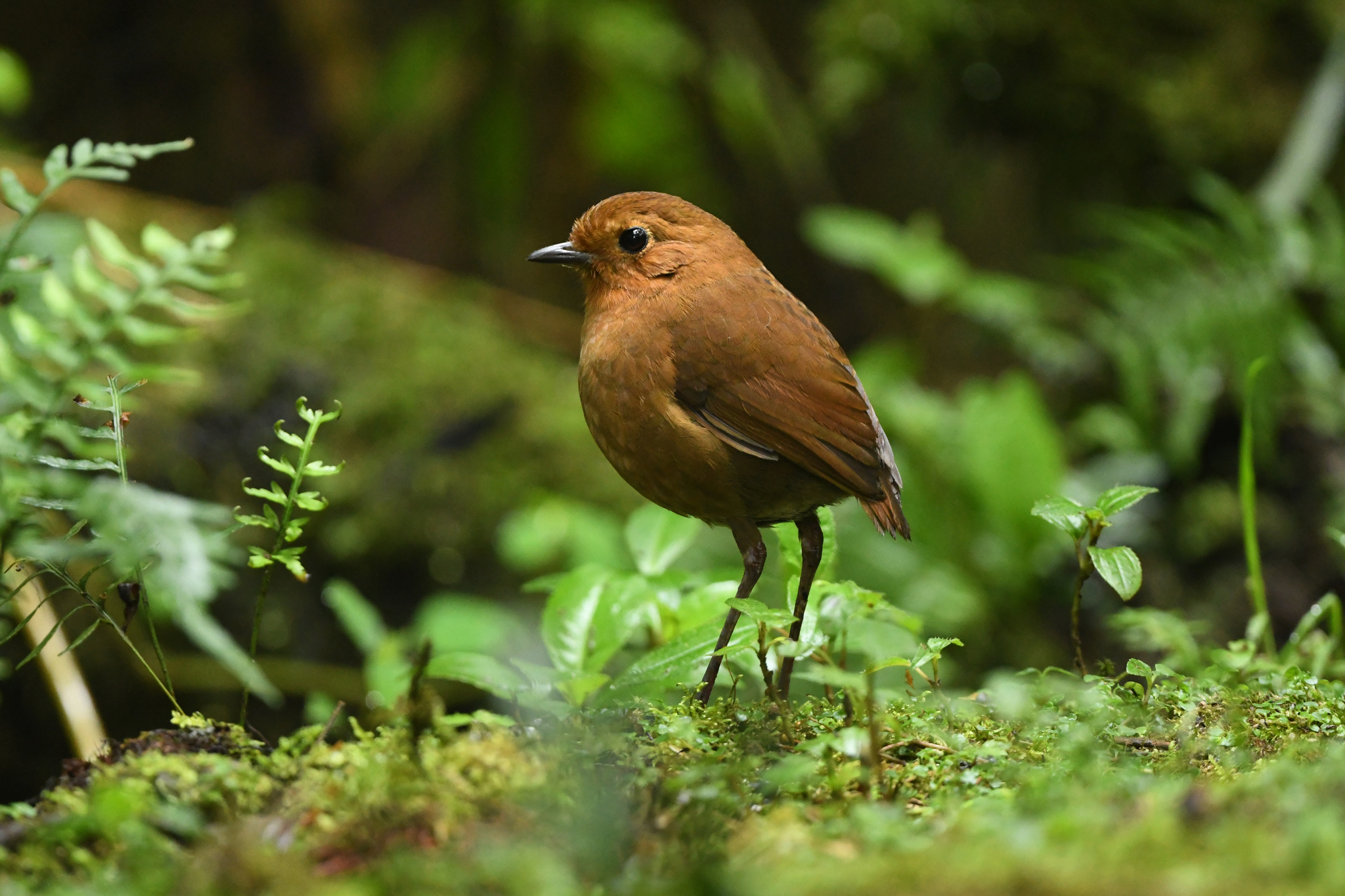 Equatorial Antpitta (Grallaria saturata), photo 4