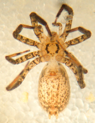 Zora hespera