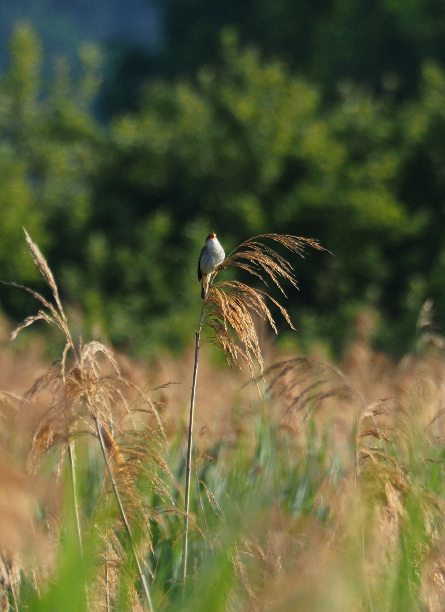 Sedge Warbler