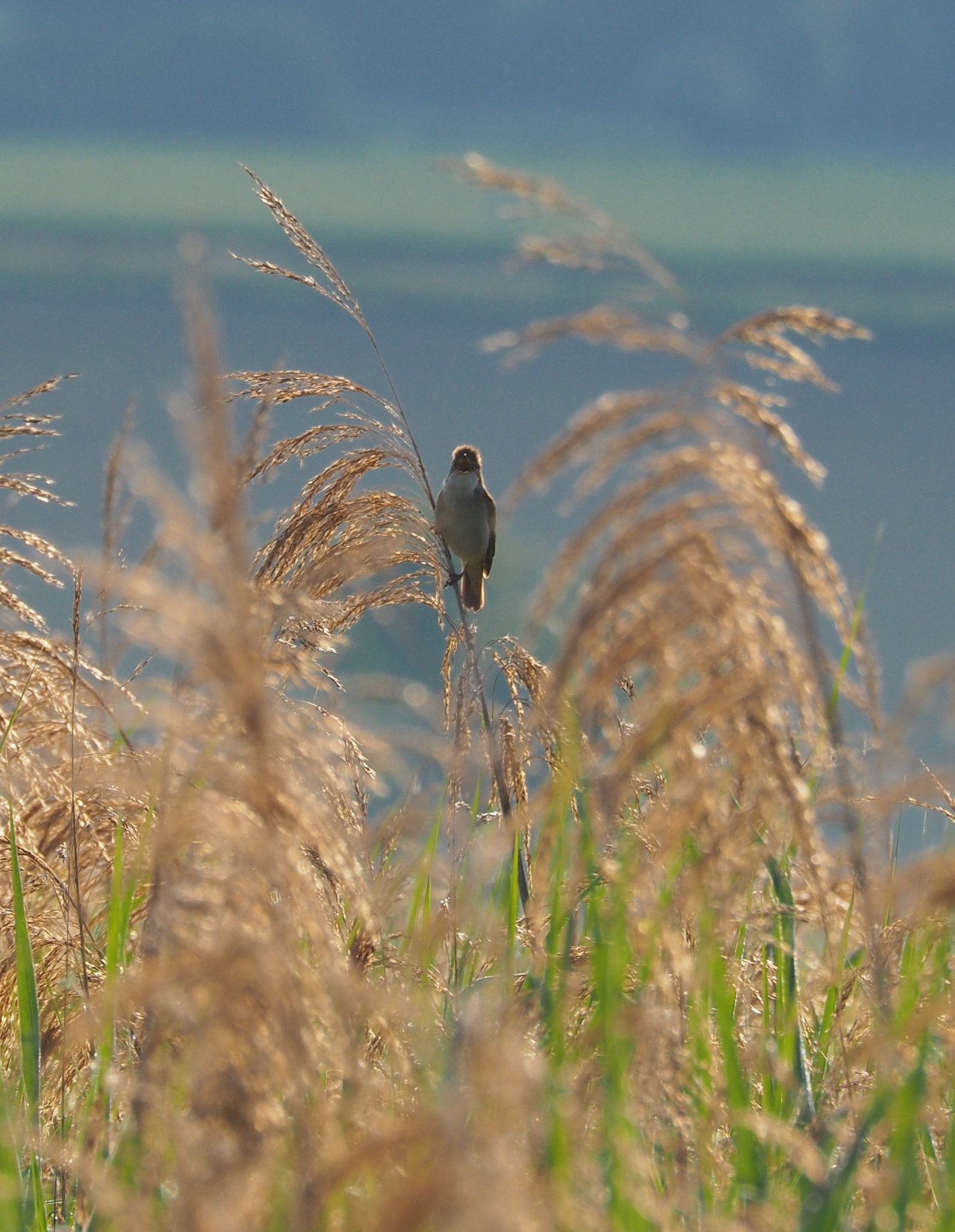 Marsh Warbler