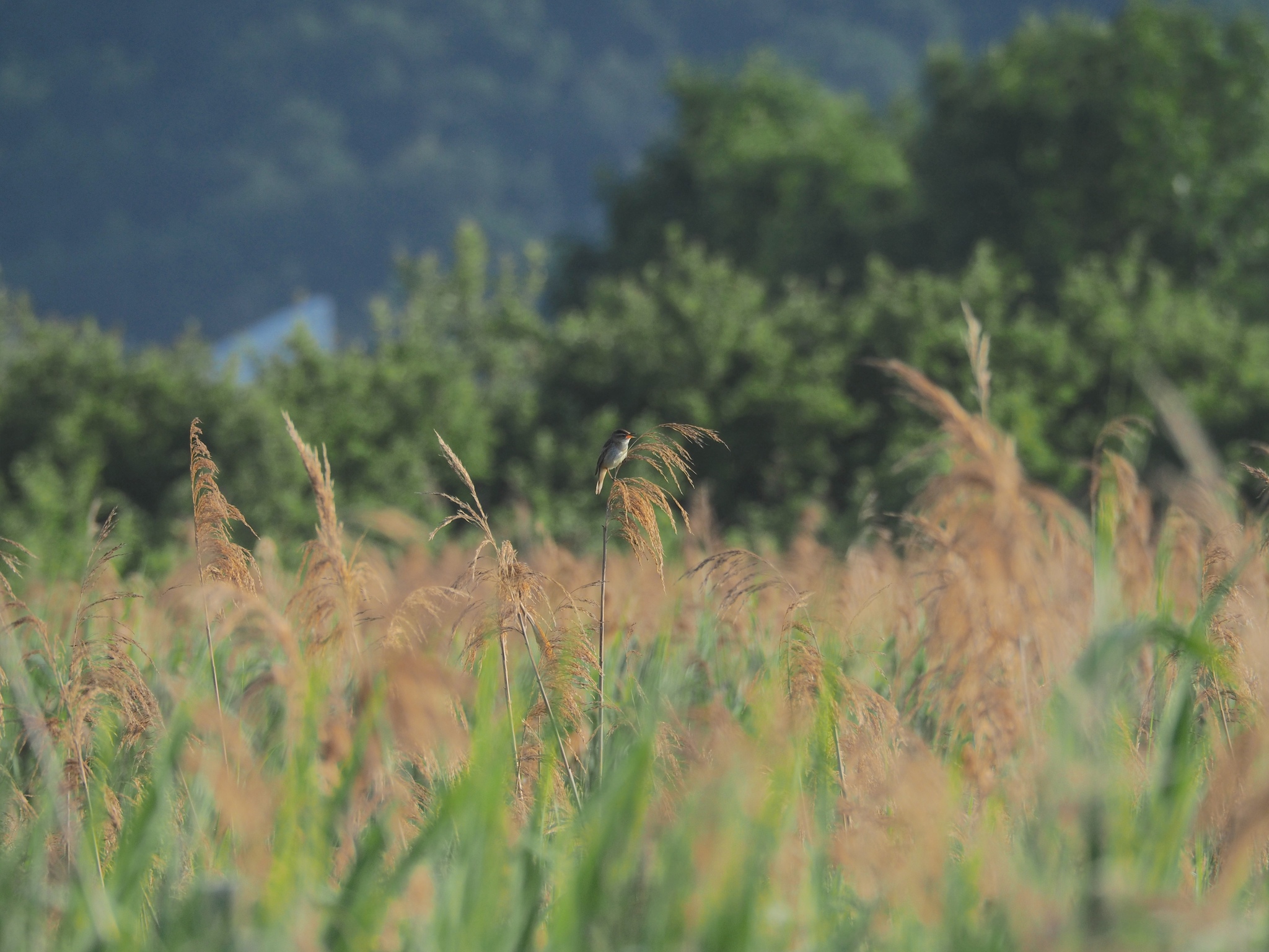 Sedge Warbler