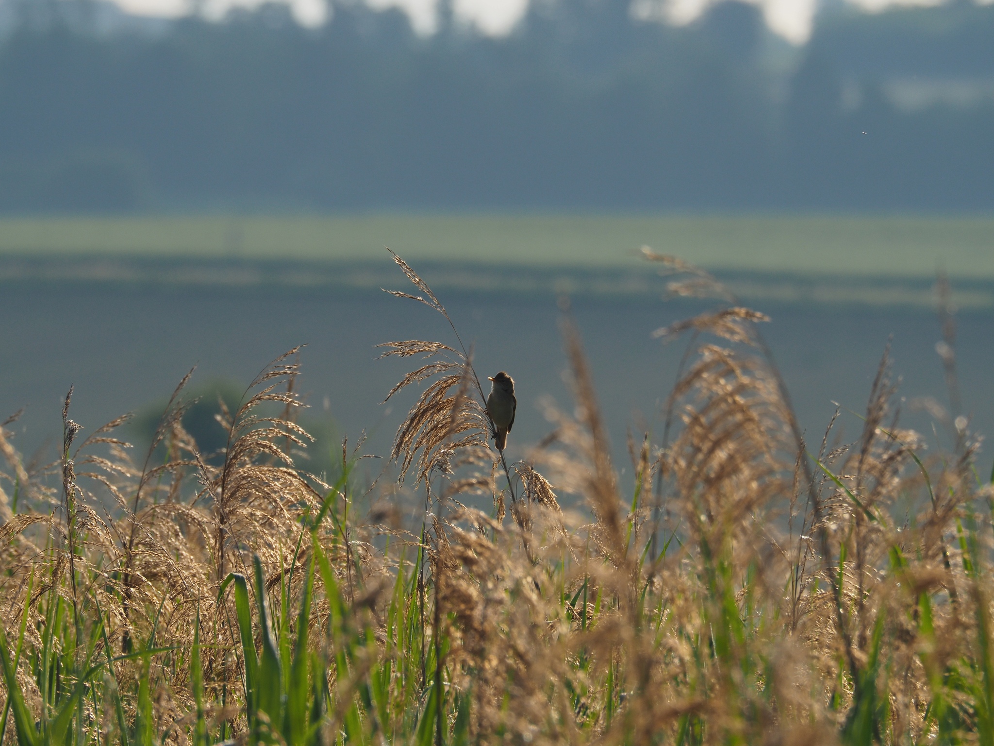 Marsh Warbler