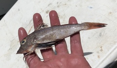 Prionotus longispinosus