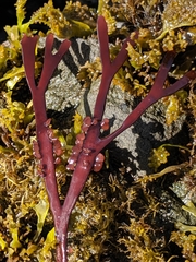 Ahnfeltiopsis linearis