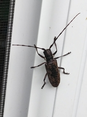 Monochamus maculosus