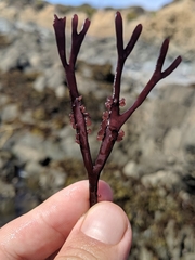 Ahnfeltiopsis linearis