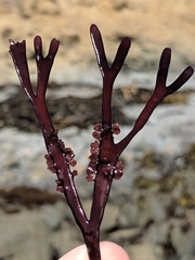 Ahnfeltiopsis linearis