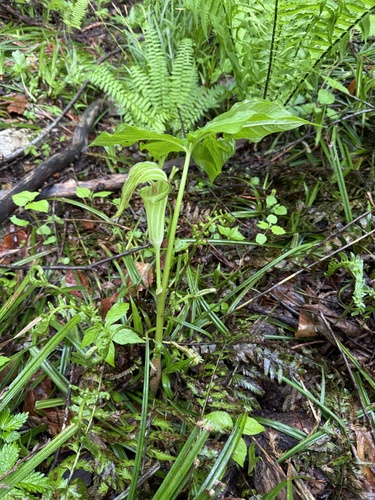 Arisaema ovale iNat (1)