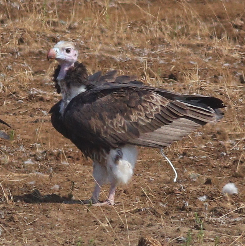 White-headed Vulture illustration