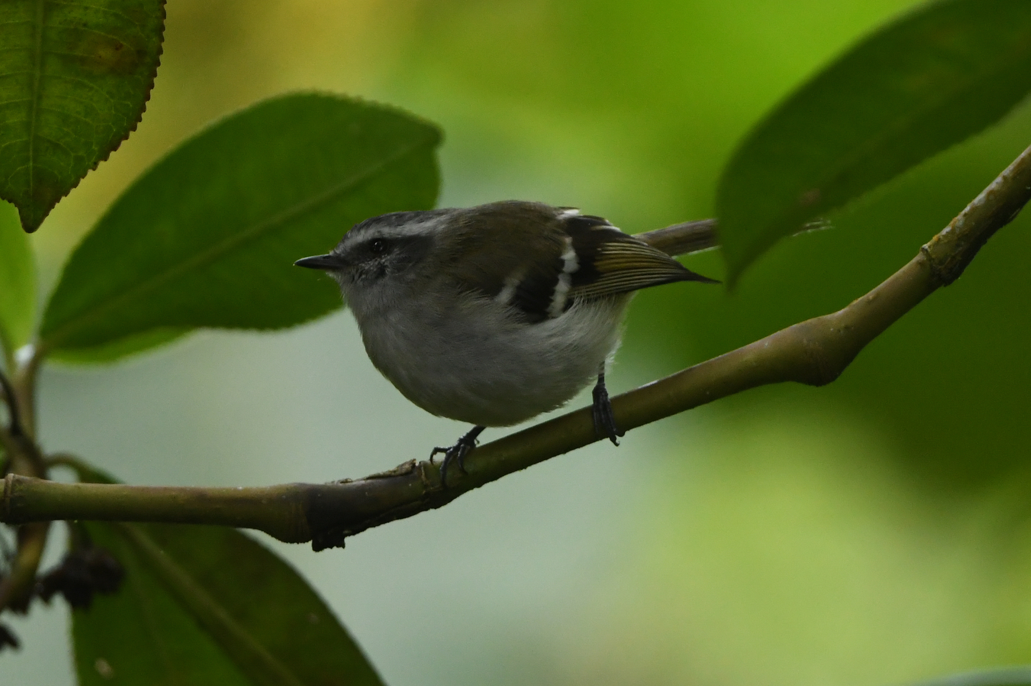 White-banded Tyrannulet (Mecocerculus stictopterus), photo 2