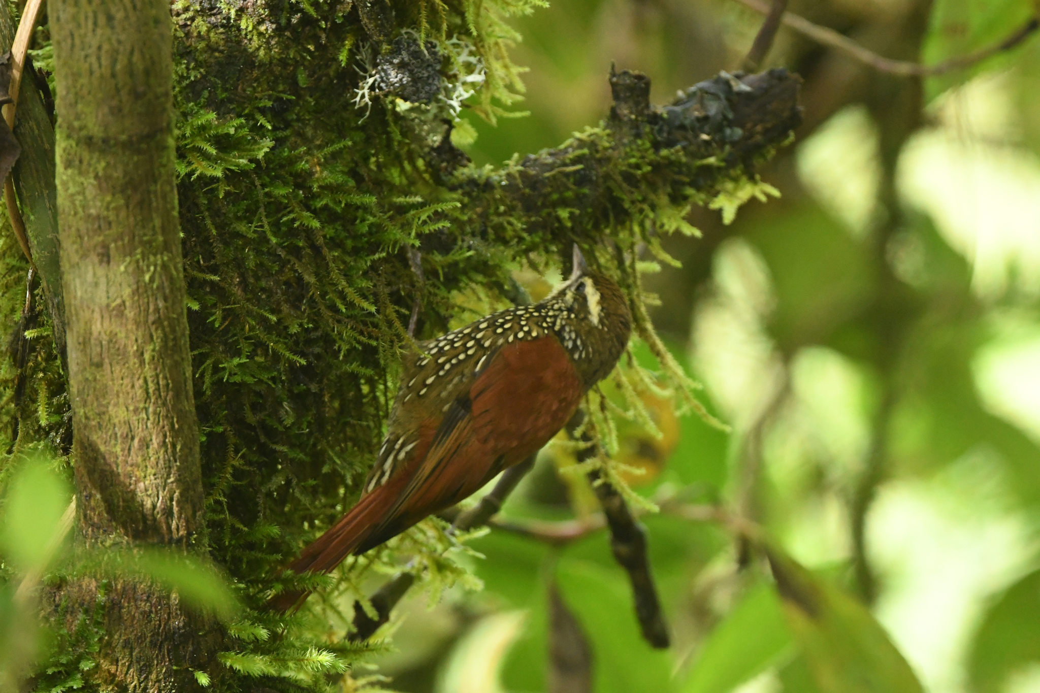 Pearled Treerunner (Margarornis squamiger), photo 6