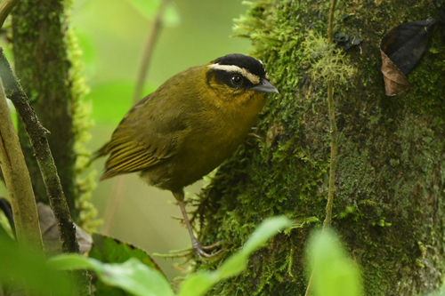 Black-capped Hemispingus (Kleinothraupis atropileus), photo 7