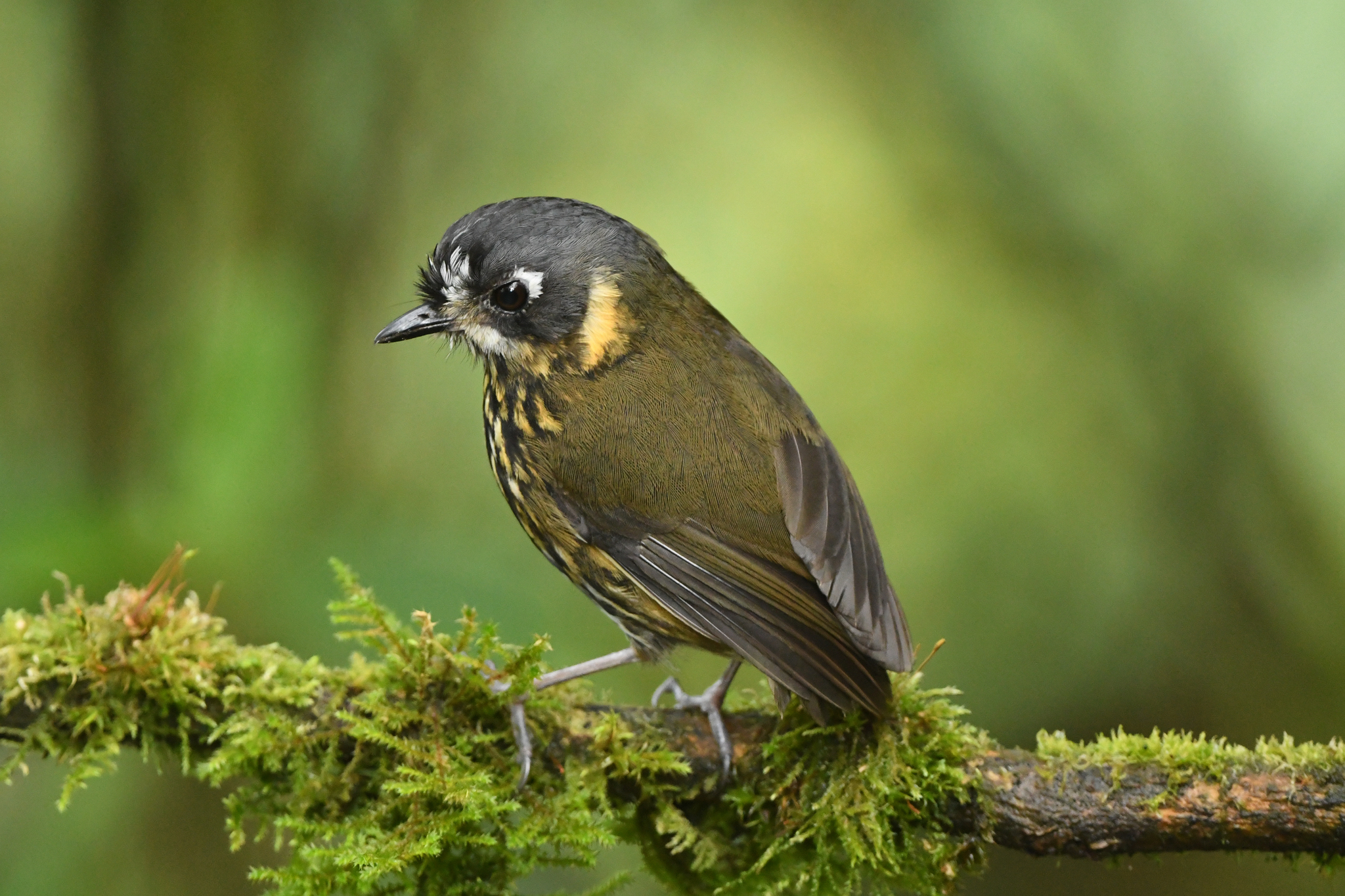 Crescent-faced Antpitta (Grallaricula lineifrons), photo 6